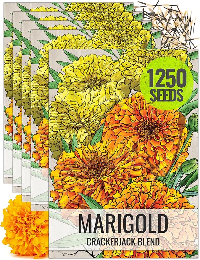 Seed Needs Crackerjack Marigold Seeds for Planting - Heirloom & Open Pollinated Annual Flowers - Plant a Butterfly Garden to Attract Pollinators (5 Packs)