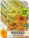 Seed Needs Crackerjack Marigold Seeds for Planting - Heirloom & Open Pollinated Annual Flowers - Plant a Butterfly Garden to Attract Pollinators (5 Packs)