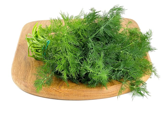 Culinary Herb Seeds Variety Pack – Genovese Basil, Italian Flat Leaf Parsley, Cilantro, Dill – Non-GMO, Heirloom, USA-Grown Herb Garden Seeds for Indoor or Outdoor Growing – Kitchen Essentials for Cooking