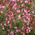 Gaura Flower Seeds for Planting, 300+ Perennial Pink Gaura Seeds, Non-GMO Heirloom Fragrant Flower Seed for Outdoor Garden