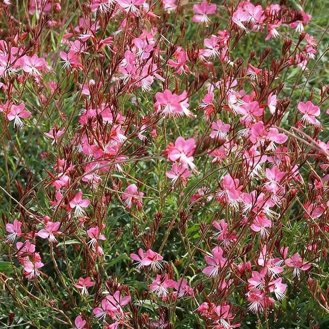 Gaura Flower Seeds for Planting, 300+ Perennial Pink Gaura Seeds, Non-GMO Heirloom Fragrant Flower Seed for Outdoor Garden