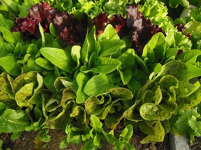 The Living Farm, Cold Hardy Lettuce Seed Collection, Non GMO, Hierloom, Open Pollinated, 2400mg of Seed Latuca Sativa