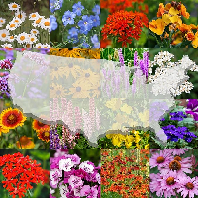 United States Nationwide Bulk Perennial Wildflower Seed Mix - All U.S. Zones - Plant in Spring and Fall (1 Pound Covers 2,000 Square feet) (1/2 Pound)