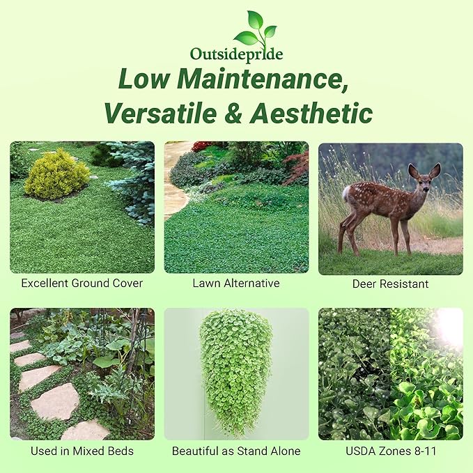 Outsidepride Perennial Dichondra Repens Seeds - 2 lbs Dense Green, Low-Maintenance Ground Cover Seeds for Planting, Ideal Lawn Alternative in Sun or Shady Areas & Erosion Control in USDA Zones 8-11