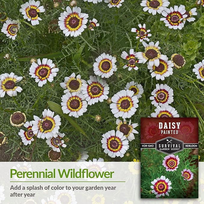 Tricolor Painted Daisy Seeds for Planting - Chrysanthemum Carinatum - Ringed Red, Yellow, and White Annual Flower for Summer Beds - Survival Garden Seeds (1 Pack)