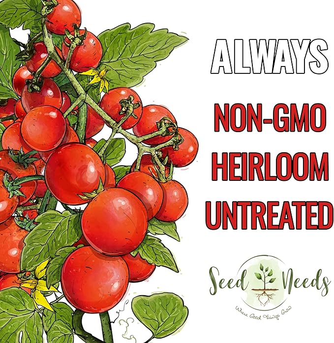Seed Needs Tiny Tim Tomato Seeds for Planting Dwarf Cherry Tomatoes - Non-GMO Heirloom & Untreated Veggie Seed to Plant a Home Grown Outdoor Vegetable Garden (2 Packs)