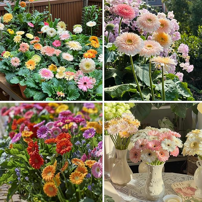 Mixrug Gerbera Daisy Seeds for Planting, 500+pcs Perennial Rare Gerbera Daisy Flower Seeds Plants, Non-GMO Heirloom Landscape Hardy Home Garden Blooms Flowers for Outdoors