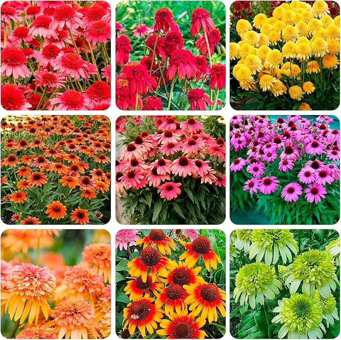 1000+ Double Echinacea Coneflower Seeds for Planting -Perennial Cone Flower Seeds Attracts Pollinators
