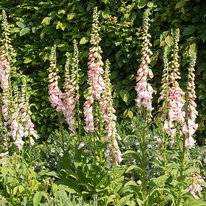 Outsidepride Digitalis Purpurea Apricot Beauty Foxglove Seeds – 5000 Pcs Biennial, Prolific, Tall Growing Flower Seeds with Pollinator-Friendly Blooms for Shaded Gardens & Outdoor Landscapes