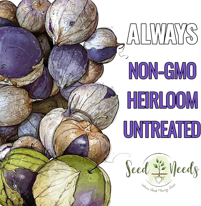 Seed Needs, Purple Tomatillo Seeds - 50 Heirloom Seeds for Planting Physalis ixocarpa - Non-GMO & Untreated Mexican Husk Tomato for Making Salsa (1 Pack)