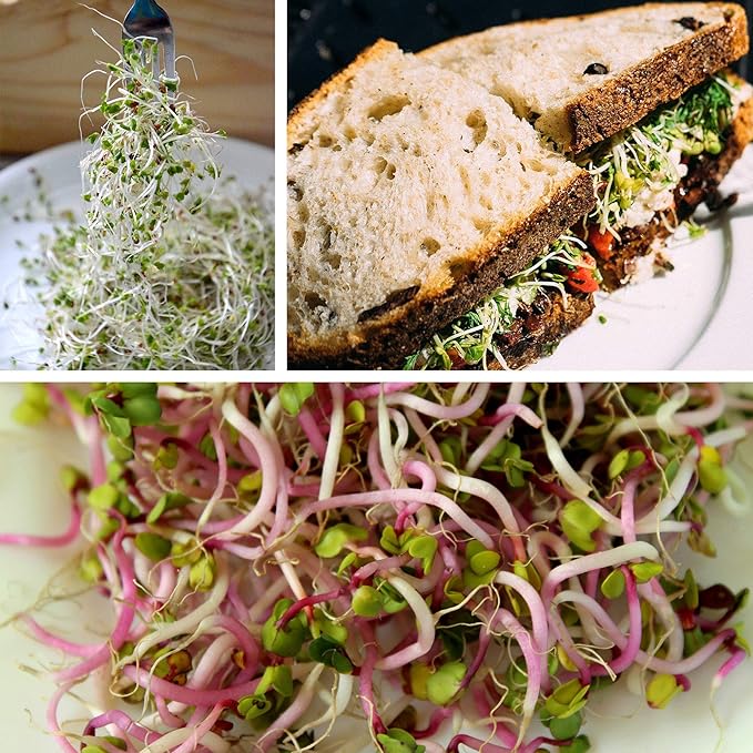 Organic Garden Yellow Pea Seed - 1 Lb ~2,000 Seeds - Non-GMO Heirloom Yellow Sprouting Pea Seeds for Microgreens Pea Shoots, Outdoor Gardening, Indoor Sprouts, Cover Crops, Organic Micro Greens Kit