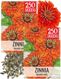 Seed Needs Zinnia Seeds for Planting Orange King Zinnias - Heirloom & Open Pollinated Wildflower Seed to Plant a Butterfly Garden - Great for Cut Flowers (2 Packs)