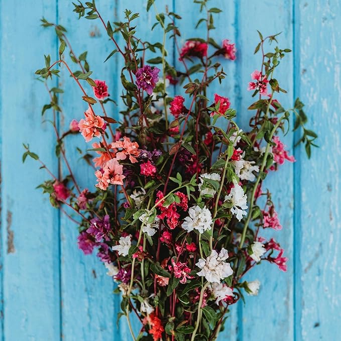 Mountain Garland Mix (Elegant Clarkia) - 250 Seeds - Beautiful Pink, Purple & White Flowers, Non-GMO Heirloom Clarkia Seeds for Planting in The Home Garden, Thresh Seed Company