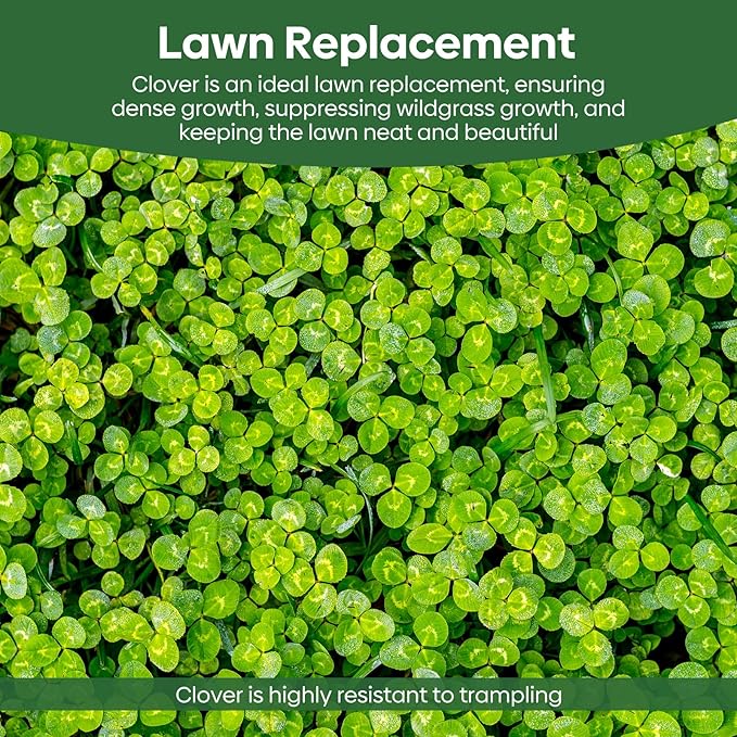 Groundio Mini White Clover Seeds 1LB, 4-6 inch Tall Perennial Dwarf Dutch Clover Trifolium Repens, Low-Maintenance, Ground Cover Small Green Leaf, Nitro Coated and Inoculated, USDA Zones 3-10
