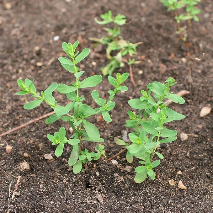 Seed Needs St. Johns Wort Seeds for Planting - Non-GMO Heirloom & Untreated Medicinal Herb Seed to Plant a Home Grown Outdoor or Indoor Garden (5 Packs)