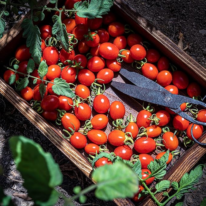 Back to The Roots 100% Organic Heirloom Seeds - Cherry Tomato Value Pack (200mg Total)