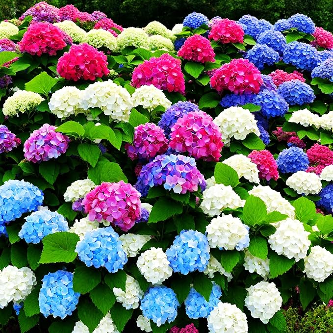 50+ Mixed Color Hydrangea Seeds for Planting, Hydrangea Giant Snowball Shrub, Flower Plant Wedding, Outdoor Garden - Potted Plants