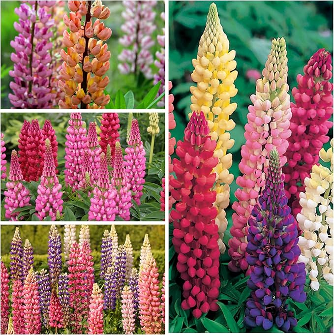 Seed Needs Lupine Seeds for Planting Russells Blend - Heirloom & Open Pollinated Multicolor Flowers to Attract Pollinators to a Butterfly Garden - Red, Purple, Blue, Yellow, White & More (5 Packs)