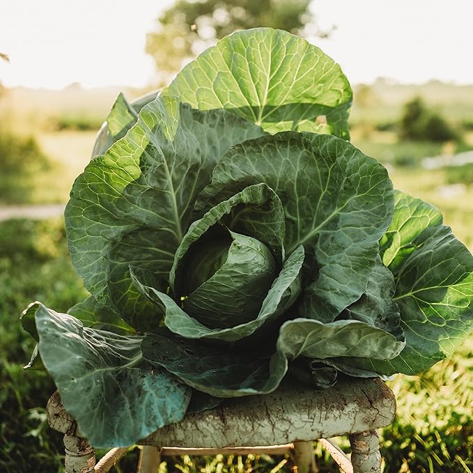 Charleston Wakefield Cabbage - 100 Seeds - Heirloom & Open-Pollinated Variety, Non-GMO Vegetable Seeds for Planting Outdoors in The Home Garden, Thresh Seed Company