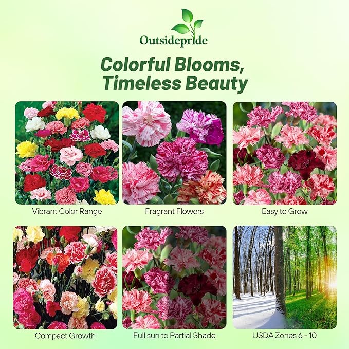 Outsidepride Picotee Mix Carnation Seeds - 1000 Pcs Perennial, Easy to Grow Flower Seeds for Planting with Fragrant Blooms, Ideal for Pollinators, Cutting Gardens, Bouquets, & Floral Arrangements
