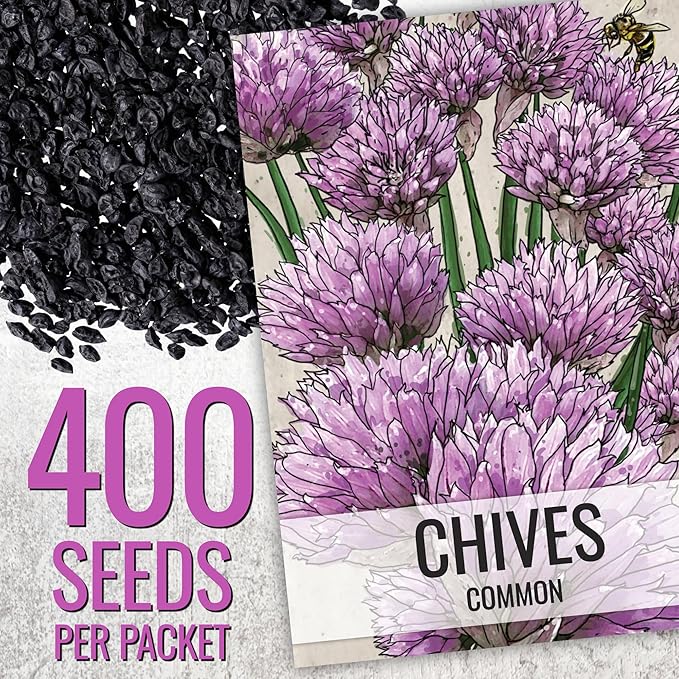 Seed Needs Chive Seeds for Planting Garlic & Common Chives Herbs - Non-GMO Heirloom & Untreated Garden Seed to Plant an Indoor/Outdoor Culinary Garden (Collection of 2 Packets)