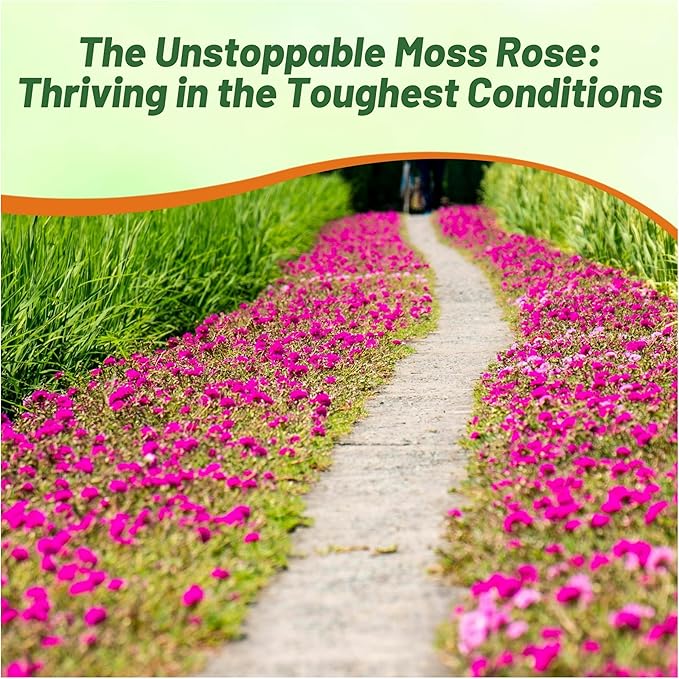 Outsidepride Pink Mixed Moss Rose Seeds - 250 Pcs Annual, Drought & Heat Tolerant, Pollinator Friendly Ground Cover Seeds for Planting w/Vibrant Blooms & Succulent Foliage, Ideal for Xeriscaping