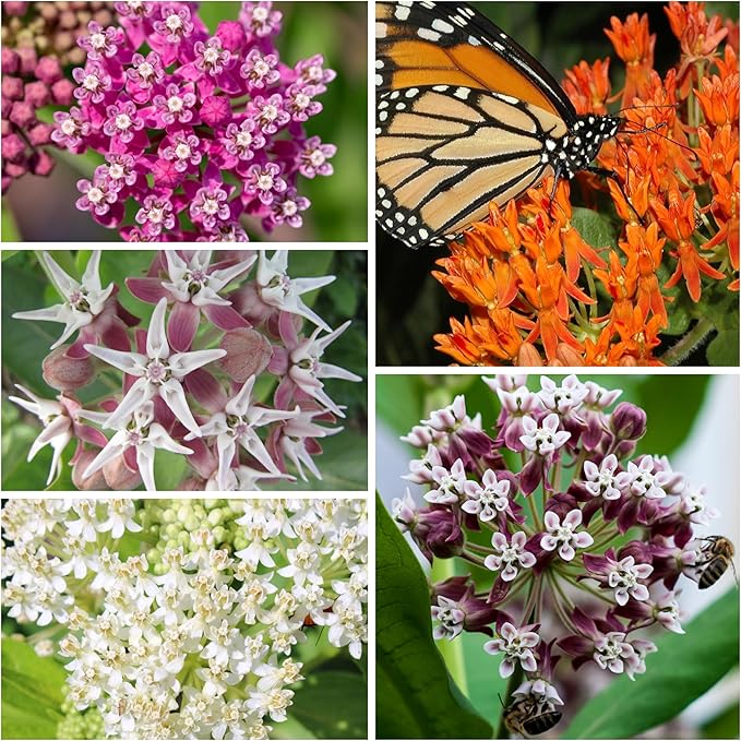 Seed Needs Milkweed Seeds for Planting a Butterfly Garden to Attract Monarch Butterflies - Collection of Pink, Orange & White Asclepias Milk Weed Variety Pack (5 Packs)