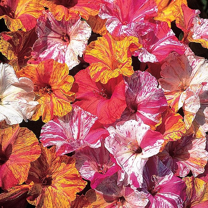 Burpee Four O'Clock Seeds, Kaleidoscope Mix - Fragrant Evening Blooms