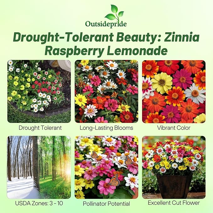 Outsidepride Zahara Raspberry Lemonade Mix Zinnia Seeds - 100 Pcs Annual, Heat & Drought Tolerant Flower Seeds for Planting w/Vibrant Blooms for Pollinator Gardens & Floral Arrangements