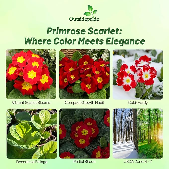 Outsidepride Scarlet Common Primrose Seeds - 100 Pcs Perennial, Hardy, Easy to Grow & Low Maintenance Flower Seeds for Planting Vibrant Soft Blooms, for Containers, Borders & Erosion Control