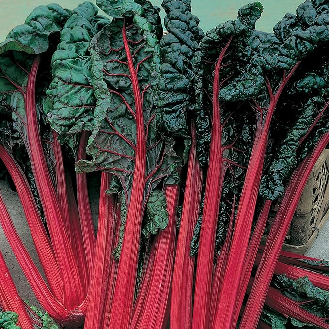 Cardinal Swiss Chard Seeds - 5 Lb Bulk ~88000 Seeds - Non-GMO - Vegetable Garden, Growing Microgreens - Beta vulgaris