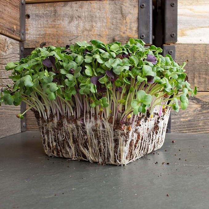 Colorful Radish Microgreens Seeds Mix - 1 Lb ~2675 Seeds - Colorful Blend of Radish Microgreens Including Green, Red Stem and Purple Microgreen - Grow Micro Greens