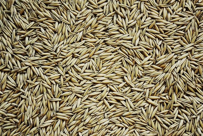 Oats Seeds for Planting - Non-GMO (2 Pounds)