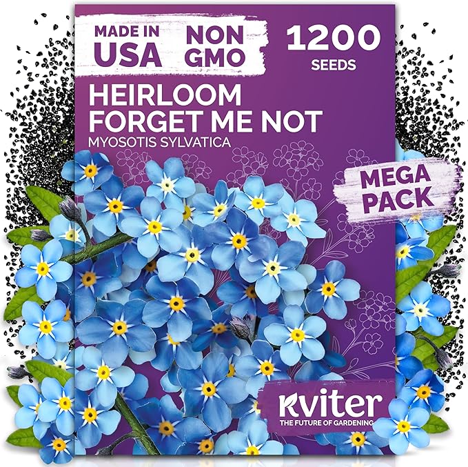 KVITER 1200 Forget Me Not (Myosotis sylvatica) Seeds – Charming Blue Spring Flowers for Shady Gardens – Easy to Grow, Ground Cover Use, Perfect for Borders and Containers