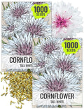 Seed Needs Cornflower Seeds for Planting Tall White Bachelor's Button Wildflowers - Heirloom & Open Pollinated Flowers to Plant and Grow an Outdoor Home Grown Butterfly Garden (2 Packs)