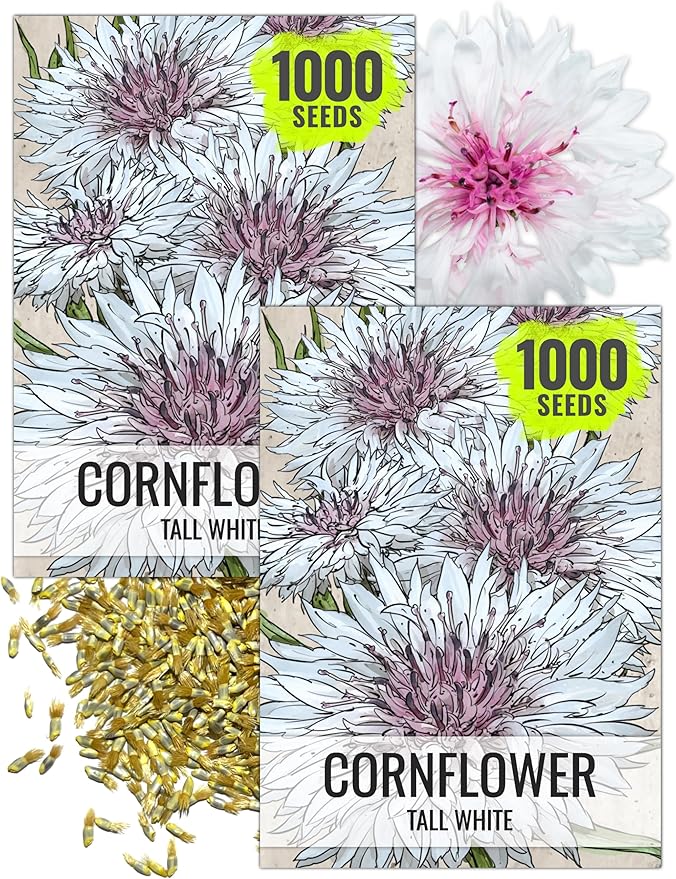 Seed Needs Cornflower Seeds for Planting Tall White Bachelor's Button Wildflowers - Heirloom & Open Pollinated Flowers to Plant and Grow an Outdoor Home Grown Butterfly Garden (2 Packs)