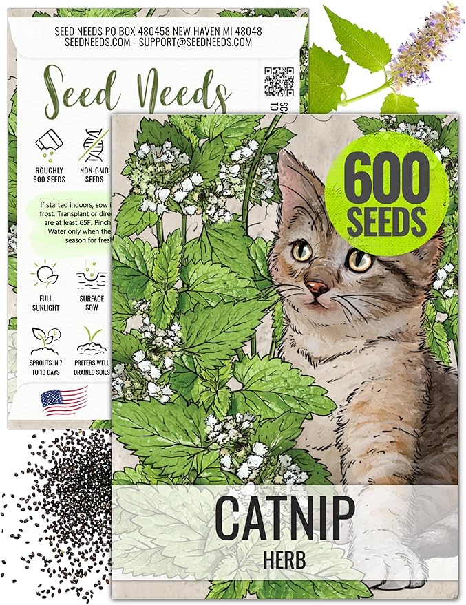 Seed Needs, Catnip Seeds for Cats - 600 Heirloom Seeds for Planting Nepeta cataria - Perennial Flowering Herb for Indoor Growing Non-GMO & Untreated (1 Pack)