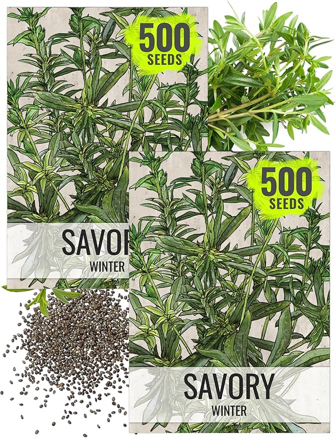 Seed Needs Winter Savory Seeds for Planting - Non-GMO Heirloom & Untreated Perennial Herb Seed to Plant a Culinary Kitchen Garden Indoors or Outdoors (2 Packs)