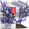 Seed Needs Sapphire Blue Sage Seeds for Planting - Heirloom & Open Pollinated Salvia - Grow a Butterfly Garden with Perennial Flowering Plants (20 Packs)