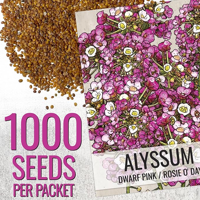 Seed Needs Dwarf Pink Alyssum Seeds for Planting - Heirloom & Open Pollinated Flower Seed to Plant Low Growing Tender Perennial Flowers for Rock Gardens, Pots & Containers (2 Packs)