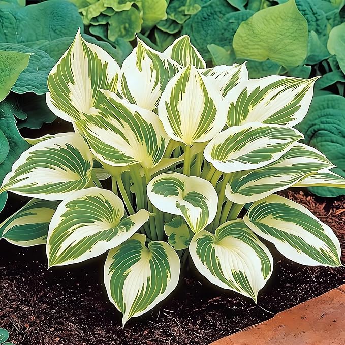 Hosta Seeds for Planting, 210+pcs Rare Perennial Hosta Flower Seeds Plants, Non-GMO Heirloom Long Blooming Plants Shaded Entry Pathway Flowers for Home Garden Outdoors
