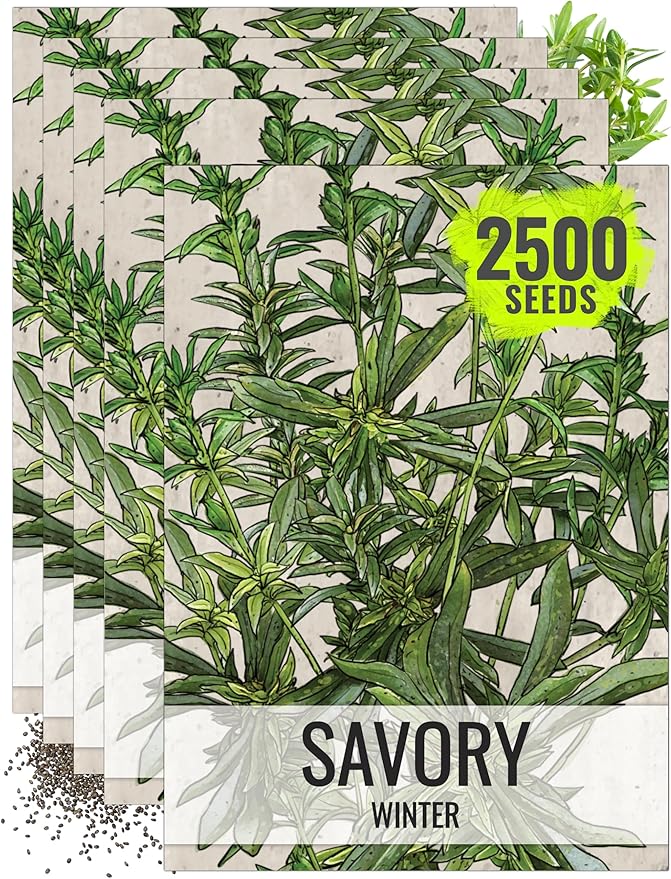Seed Needs Winter Savory Seeds for Planting - Non-GMO Heirloom & Untreated Perennial Herb Seed to Plant a Culinary Kitchen Garden Indoors or Outdoors (5 Packs)