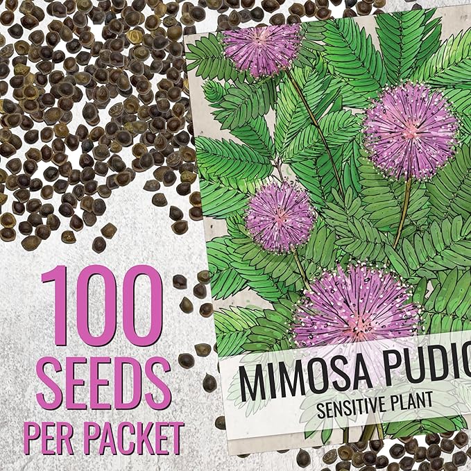 Seed Needs Sensitive Plant Seeds for Planting Mimosa pudica - Heirloom & Open Pollinated Annual Flowers - Pink Blooms with Leaves That React to Touch (5 Packs)