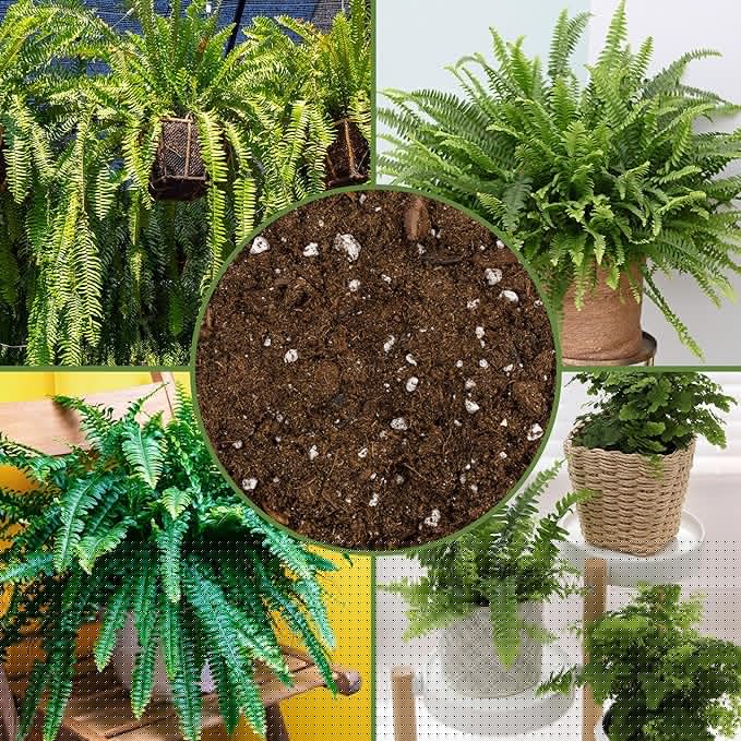 Soil Sunrise Fern Plant Potting Soil Mix (8 Quarts) Custom Hand Blended Mixture for Indoor/Outdoor Container Gardening