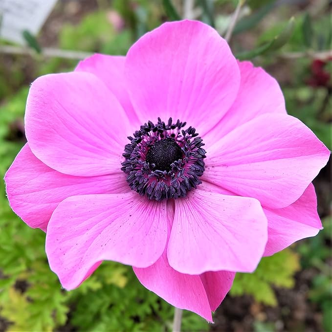 Easy to Grow Anemone Rosea 20 Plant Bulbs - Pink Flowers in Spring, Full Sun Zones 8-10