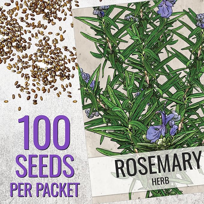 Seed Needs Rosemary Seeds for Planting - Non-GMO Heirloom & Untreated Perennial Herbs to Plant a Medicinal & Culinary Kitchen Garden Indoors or Outdoors (5 Packs)