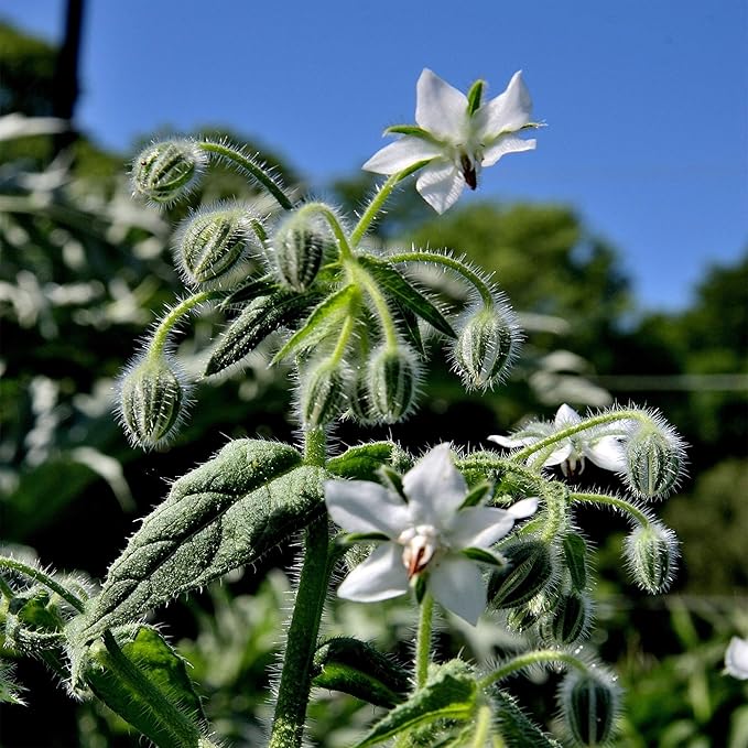 Outsidepride White Borage Seeds for Planting – 2000 Pcs. Annual, Drought-Tolerant Herb Seeds with Star-Shaped Blooms, Attracts Bees for Pollinator Gardens, Summer Teas, Decoration & Culinary Use