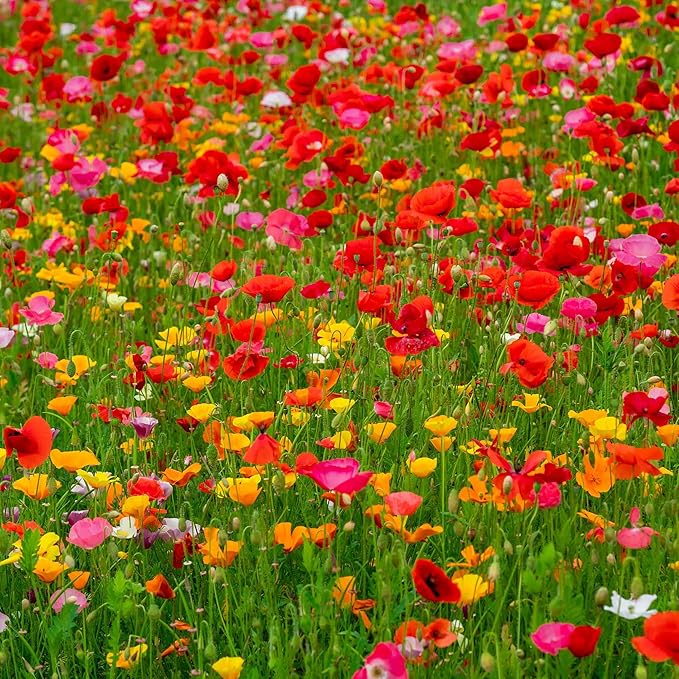 Eden Brothers Poppy Power Flower Mixed Seeds for Planting, 1 lb, 480,000+ Seeds with Red Corn, Iceland, California Poppy | Attracts Pollinators, Plant in Spring or Fall, Zones 3, 4, 5, 6, 7, 8, 9, 10