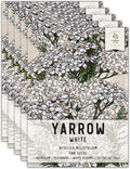 Seed Needs, White Yarrow Seeds - 500 Heirloom Seeds for Planting Achillea millefolium - Perennial Host Plant to Attract Monarch Butterflies & Other Pollinators (5 Packs)