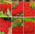 15000pcs Red Creeping Thyme Seeds Ground Cover,Thyme Seeds for Planting Indoors,Thymus Seed Perennial Flower Non-GMO Heirloom for Home Garden